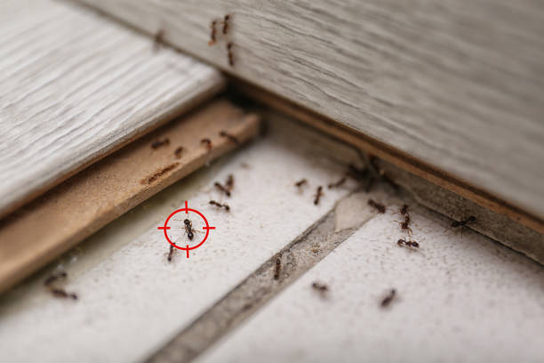 Best Termite Control Services  in Anniston, AL