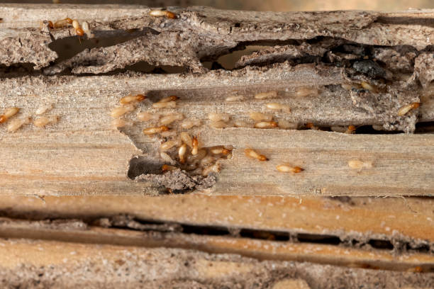 Best Cockroach Control Services  in Anniston, AL